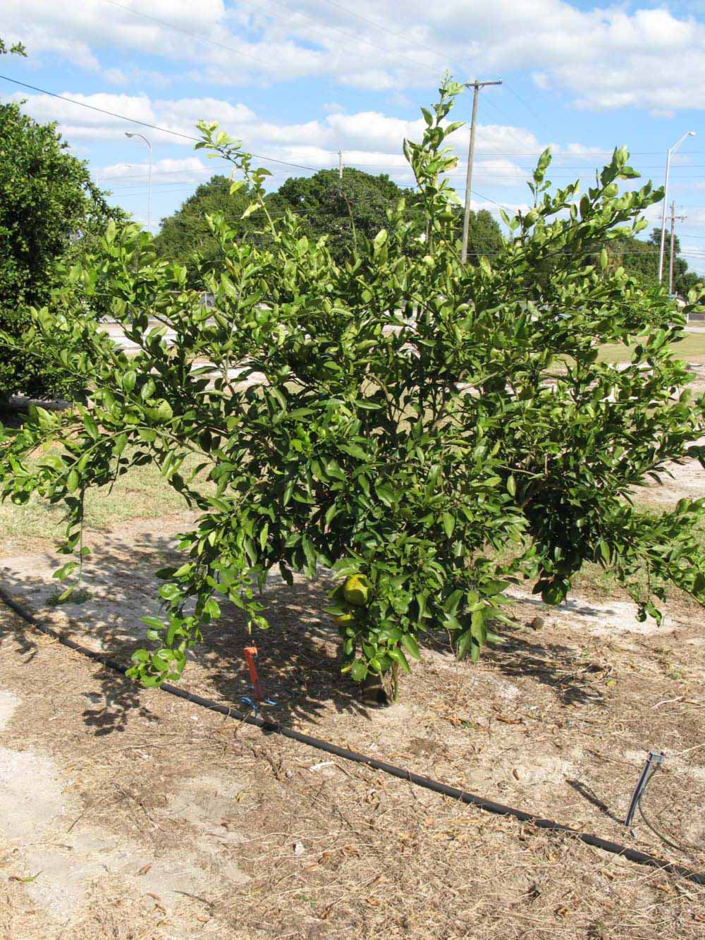              Habit (Winter Haven, FL)       